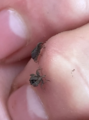 Stephanorhynchus crassus