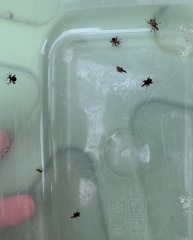 Stephanorhynchus crassus