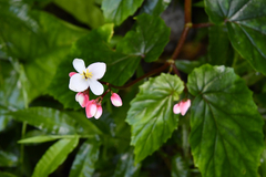 Begonia decandra