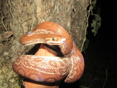 Epicrates maurus