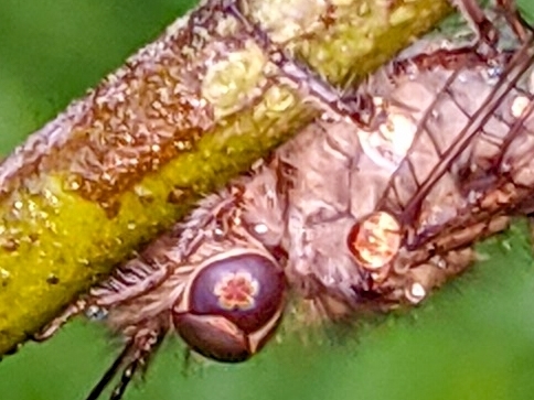 Ascalaphidae image