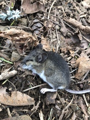 Peromyscus keeni
