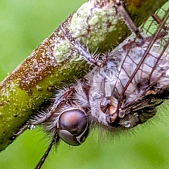 Ululodes cajennensis