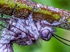 Ululodes cajennensis