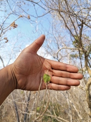 Heliocarpus occidentalis