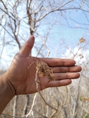 Heliocarpus occidentalis