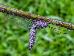 Ululodes cajennensis