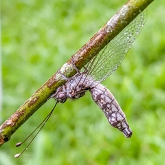 Ululodes cajennensis