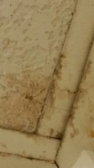 Pholcus phalangioides