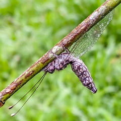 Ululodes cajennensis