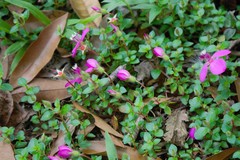 Heterocentron elegans