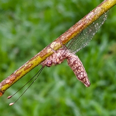 Ululodes cajennensis