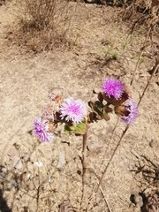 Vernonia alamanii