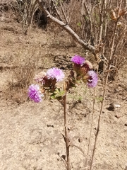 Vernonia alamanii