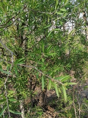 Bonellia macrocarpa