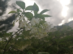 Wrightia religiosa