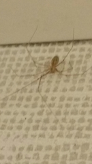 Pholcus phalangioides
