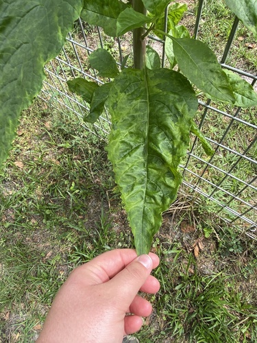 Phytolacca image