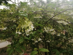 Wrightia religiosa