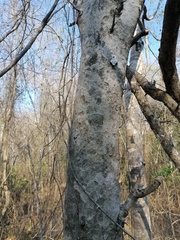 Maclura tinctoria