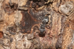 Cephalotes multispinosus