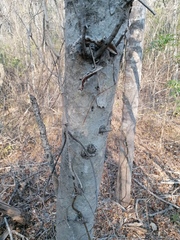 Maclura tinctoria