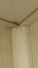 Pholcus phalangioides