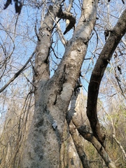 Maclura tinctoria