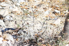 Castela tortuosa