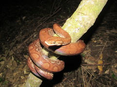 Epicrates maurus