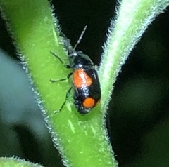 Cryptocephalus quadruplex