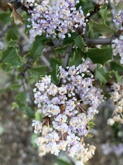 Ceanothus jepsonii