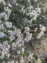 Ceanothus jepsonii