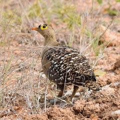 Pterocles bicinctus multicolor