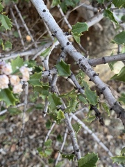 Ceanothus jepsonii