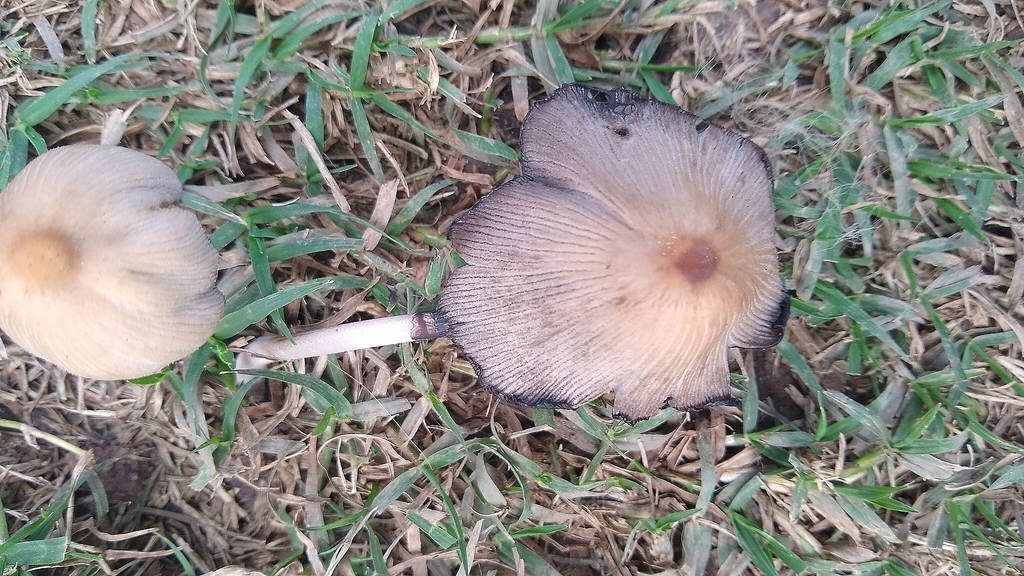 Coprinellus micaceus · April 2021 · photo: © tomascarper (iNaturalist, cc-by)