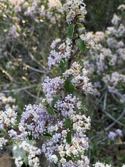 Ceanothus jepsonii