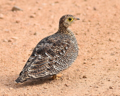 Pterocles bicinctus multicolor
