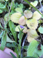 Microsteris gracilis