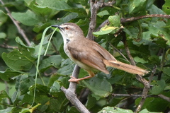 Prinia subflava affinis