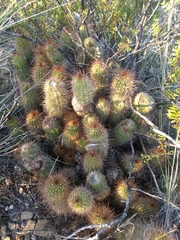 Trichocereus strigosus