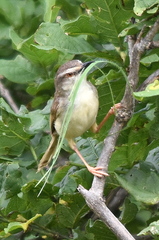 Prinia subflava affinis