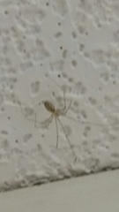 Pholcus phalangioides