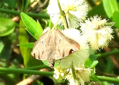 Arteurotia tractipennis