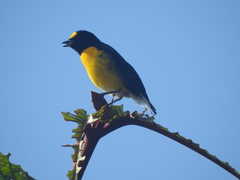 Euphonia minuta