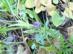 Microsteris gracilis