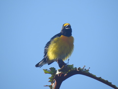 Euphonia minuta