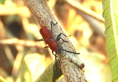 Assycuera rubella