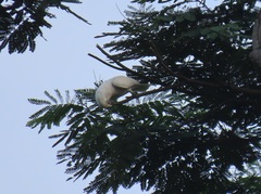 Cacatua goffiniana