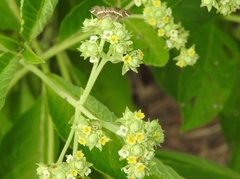 Lippia umbellata